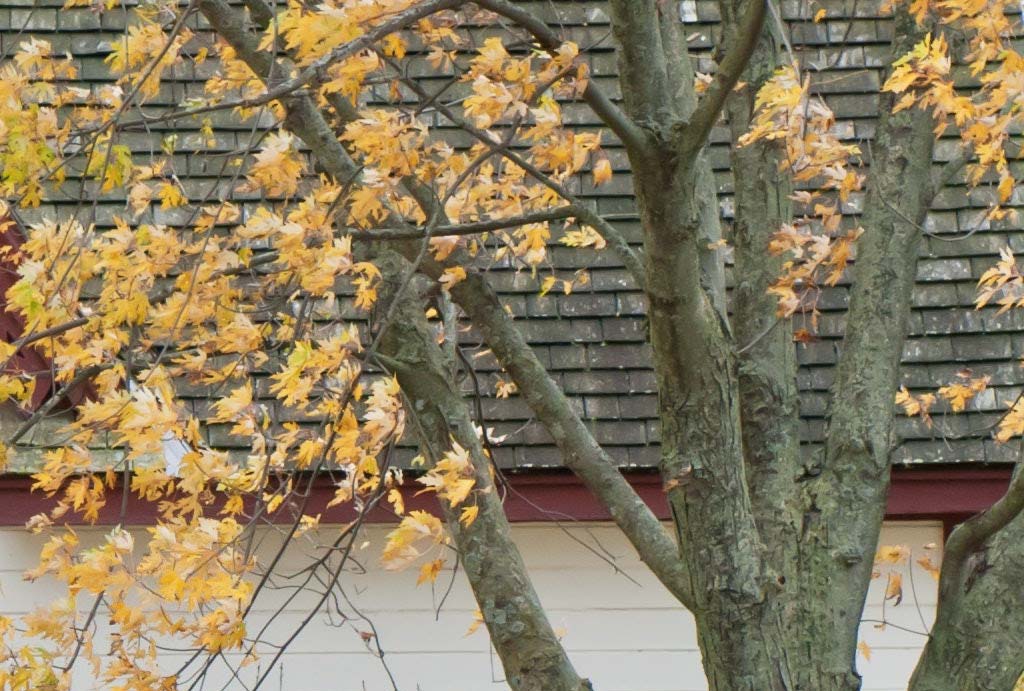 Protecting Your Home From Overhanging Branches
